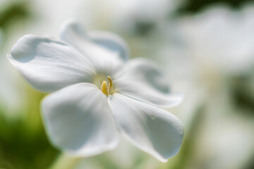 White phlox closeup