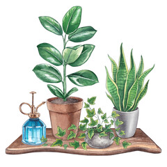 Obraz premium Houseplants on a wooden shelf with decor. Watercolor hand-drawn illustrations of home flowers. Clipart on a white background for cards, invitations and design of a flower shop and blog.