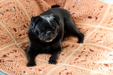 Black pug dog lying on the bed and looking at the camera. Brachycephalic dog breeds. 
