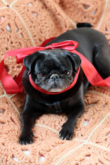 Black pug with red ribbon on knitted blanket, closeup