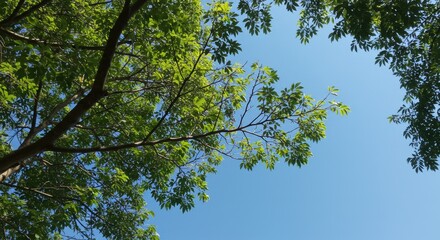 Obraz premium Lush green tree branches reaching towards a clear blue sky in a serene setting