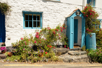 Pretty blue and white traditional cottage "Corner House" with red roses and blue metal water butt in the village of Cadgwith, Cornwall, England