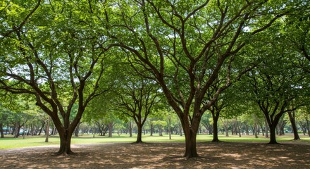 Obraz premium Lush green trees create a serene park atmosphere with sunlight filtering through