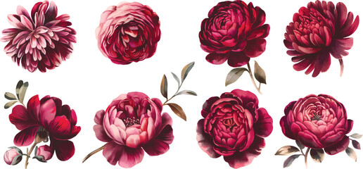 Hand drawn watercolor illustration, Set of watercolor maroon flowers. Collection of watercolor autumn flowers.