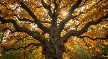 Fototapeta premium Majestic autumn tree with vibrant orange leaves under sunlight in a serene forest