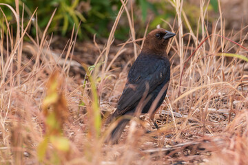 Brown-headed cow bird amid yellow grasses