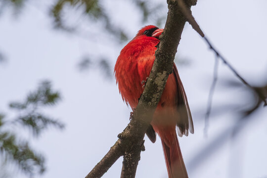 Cardinal male on brown branch with overcast sky