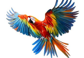 Fototapeta premium Colorful parrot flying, isolated on a transparent background png