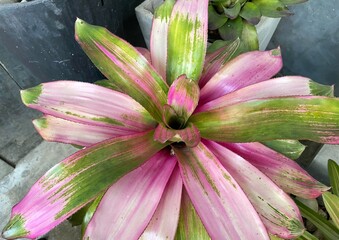 Close-up of a pink neoregelia plant.