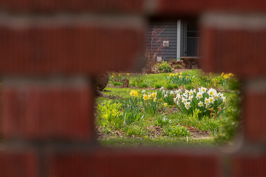 Daffodils through brick wall keyhole