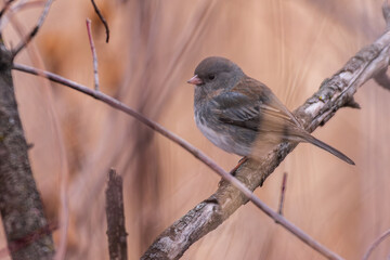 Dark-eyed junco on gray branch