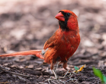 Cardinal male closeup on brown mulch
