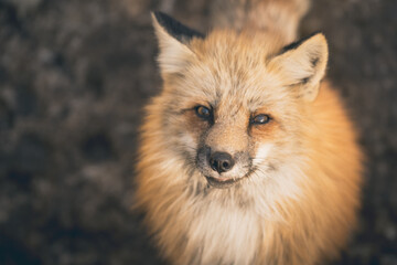宮城にいるキツネ