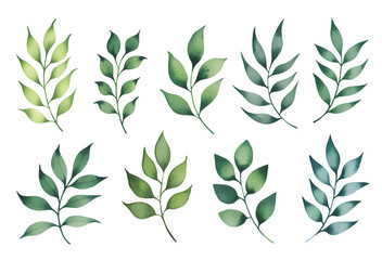 Set of Watercolor eucalyptus leaves isolated on white background.