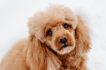 red poodle standing on white snow in winter day, looking at owner, dogwalking concept