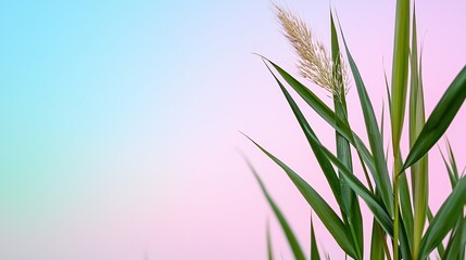 Close Up Dewy Green Reeds Against Pastel Pink and Blue Background