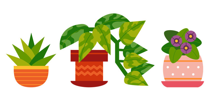 Set of cartoon houseplants in a pots. Vector flowers Succulent, Viola plant and Golden pothos