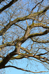 Obraz premium Tree trunk with bare branches and twigs in an european forest against blue sky on a sunny day, natural trees woodland landscape background