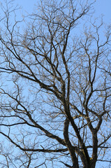 Obraz premium Tree trunk with bare branches and twigs in an european forest against blue sky on a sunny day, natural trees woodland landscape background