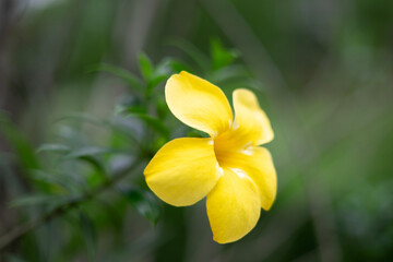 Close-up of a bright yellow flower in full bloom, has soft yellow petals and the flower stands out against a blurred green leaves background. (Allamanda cathartica, golden trumpet, yellow allamanda).