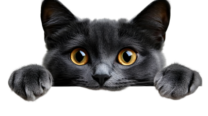 Black Cat Peeking, Paws Out, Isolated on White Background