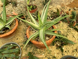 Close-up of Aloe Hybrid in pot