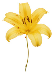 Obraz premium PNG Real Pressed a yellow lily flower petal plant.