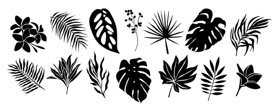 Set of black silhouettes of tropical leaves and flowers. Monstera, palm, banana leaves, Plumeria flower. Exotic botanical elements. Vector Black outline illustrations isolated