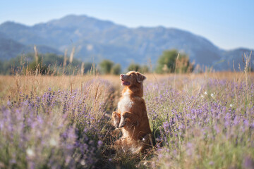 A Nova Scotia Duck Tolling Retriever dog stands gracefully in a lavender field, surrounded by...