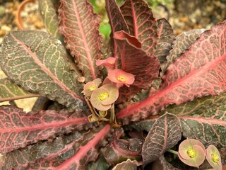 Close-up of a Euphorbia francoisii plant in a park.
