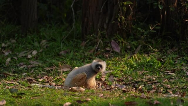 Diademed sifaka, Propithecus diadema, monkey in green grass forest in Andasibe Mantadia NP, Madagascar. Lemur in the nature habitat. Sifaka on the tree, sunny day. Wildlife Madagascar, lemur on tree.