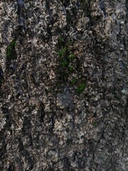 tree bark texture