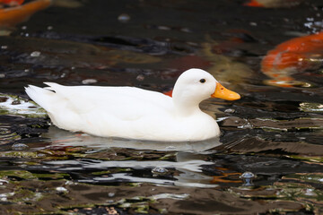The white Duck is stay in nature garden