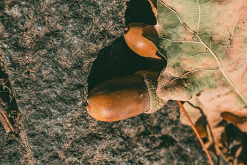 Two acorns and a dry oak leaf lying on a textured stone surface in bright sunlight, highlighting...