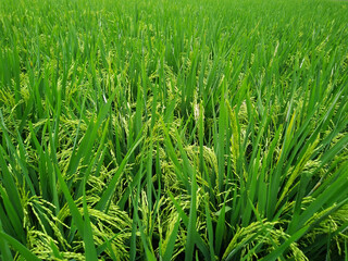 Fototapeta premium Lush Green Rice Field with Ripening Grains in Close-Up View