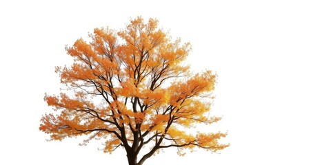 Fototapeta premium A lone deciduous tree, branches reaching skyward, stark white backdrop, autumn, scenic