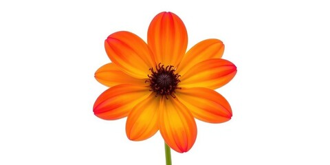 A single, vibrant flower, petals perfectly formed, isolated against a pure white backdrop, graphic, photography