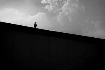 Bird perched on roof edge, dramatic cloudy black and white background. Pigeon silhouette on building rooftop, minimalist monochrome sky. Urban, and solitude silhouette concept
