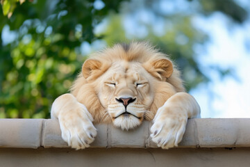 Majestic White Lion Sleeping Peacefully on a Wall: A Serene Wildlife Photography Masterpiece