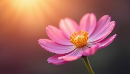 Fototapeta premium Flower with delicate fragrance emanating from it, nature, perfume