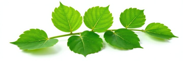 Obraz premium Leafy green branch with veins isolated on white background, white, leafy, botany