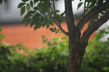 Obraz premium A Tranquil Tree Moment: A serene close-up captures the trunk and leaves of a tree, offering a glimpse of nature's calm beauty and inviting introspection.