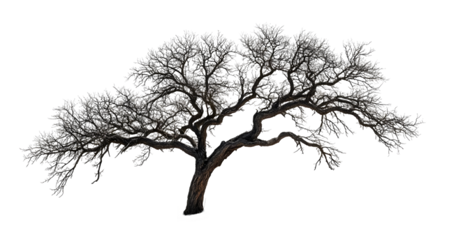 Frozen Tree Stands Isolated on White Background