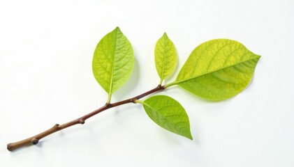 Obraz premium Single branch with unique shape against white backdrop, detail, isolated