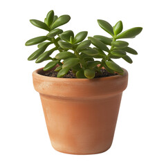 Obraz premium Jade Succulent Plant, Green Crassula in Terracotta Pot, Easy-Care Houseplant