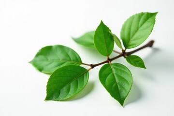 Fototapeta premium Single branch with leaves isolated on white surface, still life, texture, nature