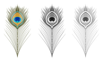 peacock feather set vector illustration isolated on white background.