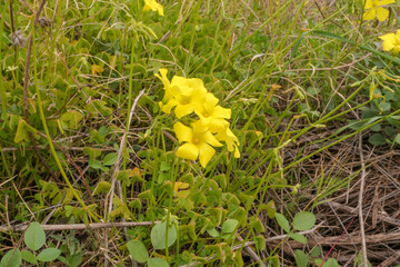 Der Nickende Sauerklee, oxalis pes-caprae ist eine mehrj&auml;hrige, krautige Pflanze. Die zarten, sauer schmeckenden Bl&auml;tter, St&auml;ngel und Bl&uuml;ten passen gut an Salate. Achtung enth&auml;lt Oxals&auml;ure.