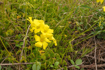 Der Nickende Sauerklee, oxalis pes-caprae ist eine mehrjährige, krautige Pflanze. Die zarten,...