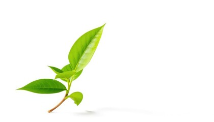 Fototapeta premium Single vibrant green plant, isolated on pure white backdrop, leaf, clipping path